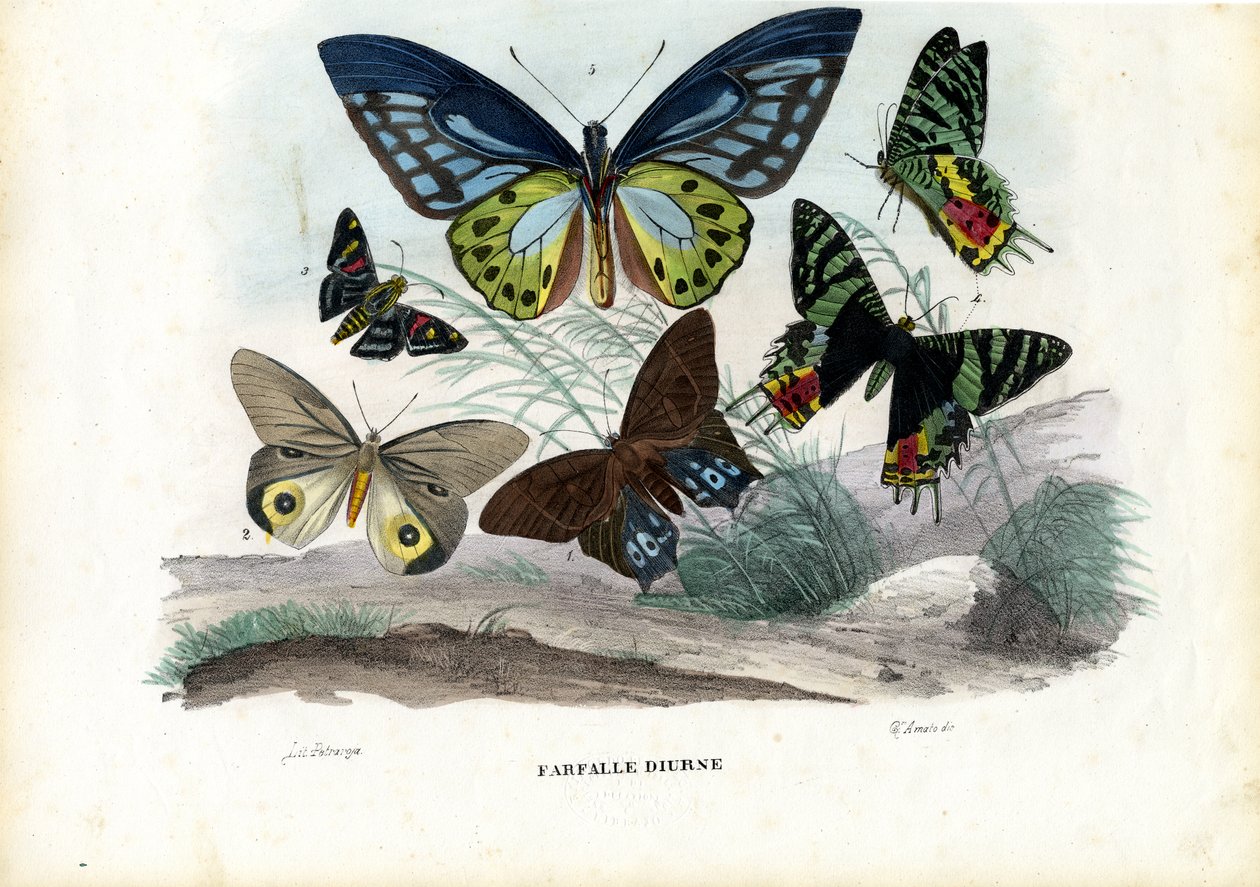 Motyle, 1863-79 autorstwa Raimundo Petraroja