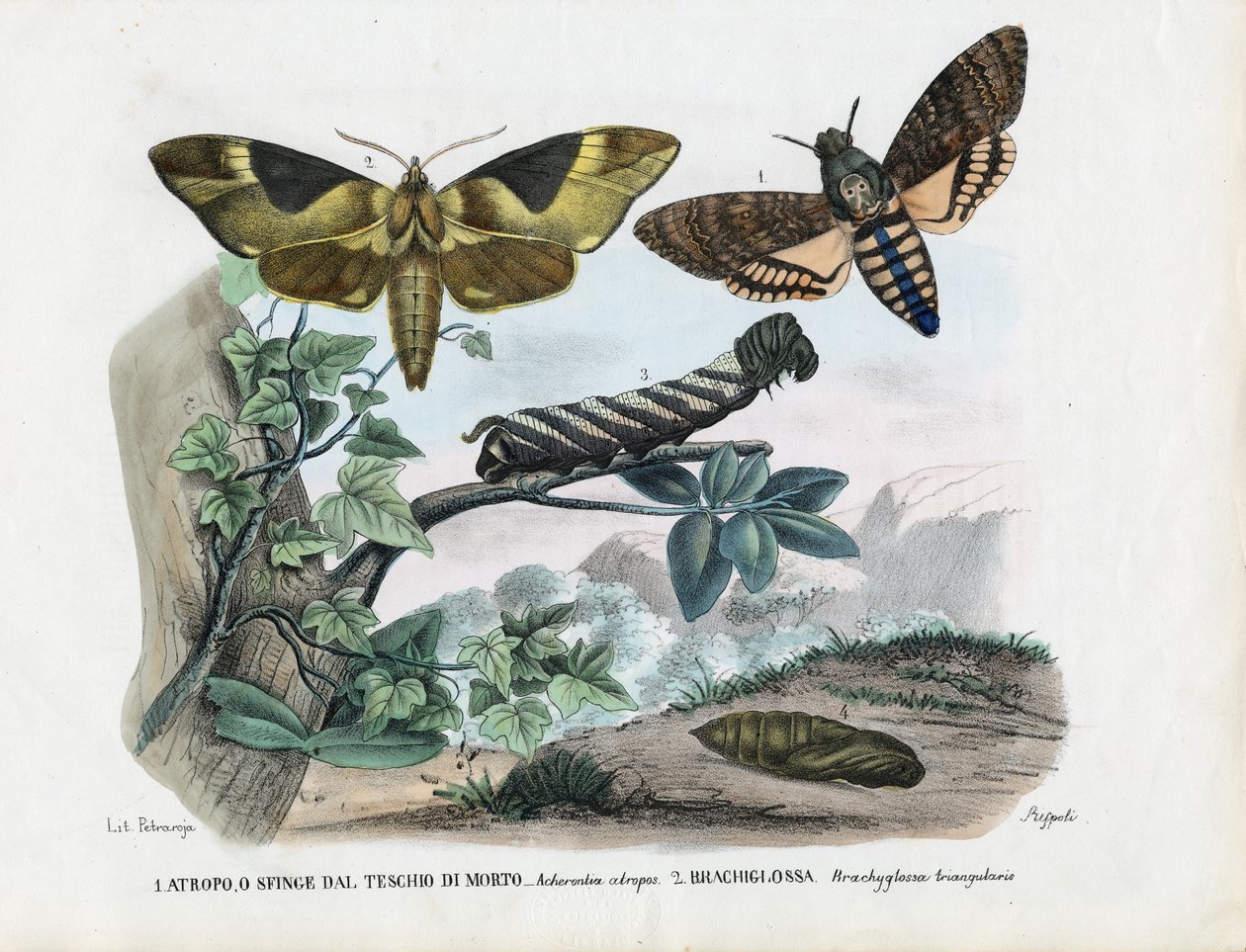 Motyle, 1863-79 autorstwa Raimundo Petraroja