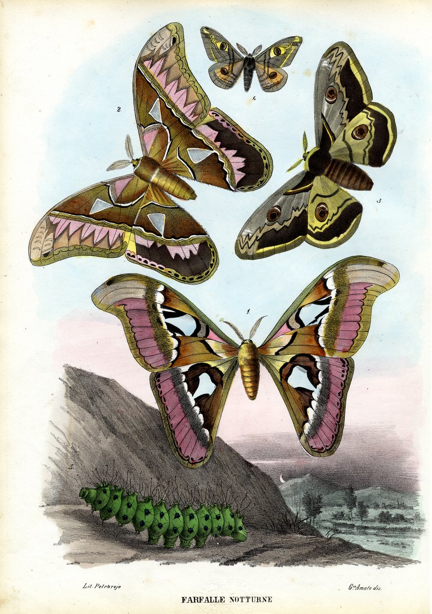Motyle, 1863-79 autorstwa Raimundo Petraroja