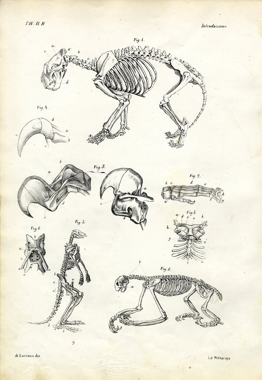 Kot, 1863-79 autorstwa Raimundo Petraroja
