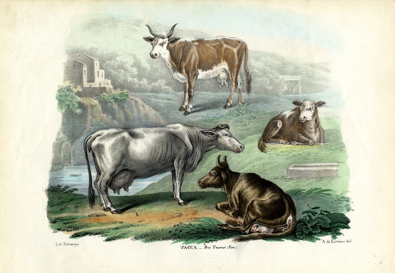 Bydło, 1863-79 autorstwa Raimundo Petraroja