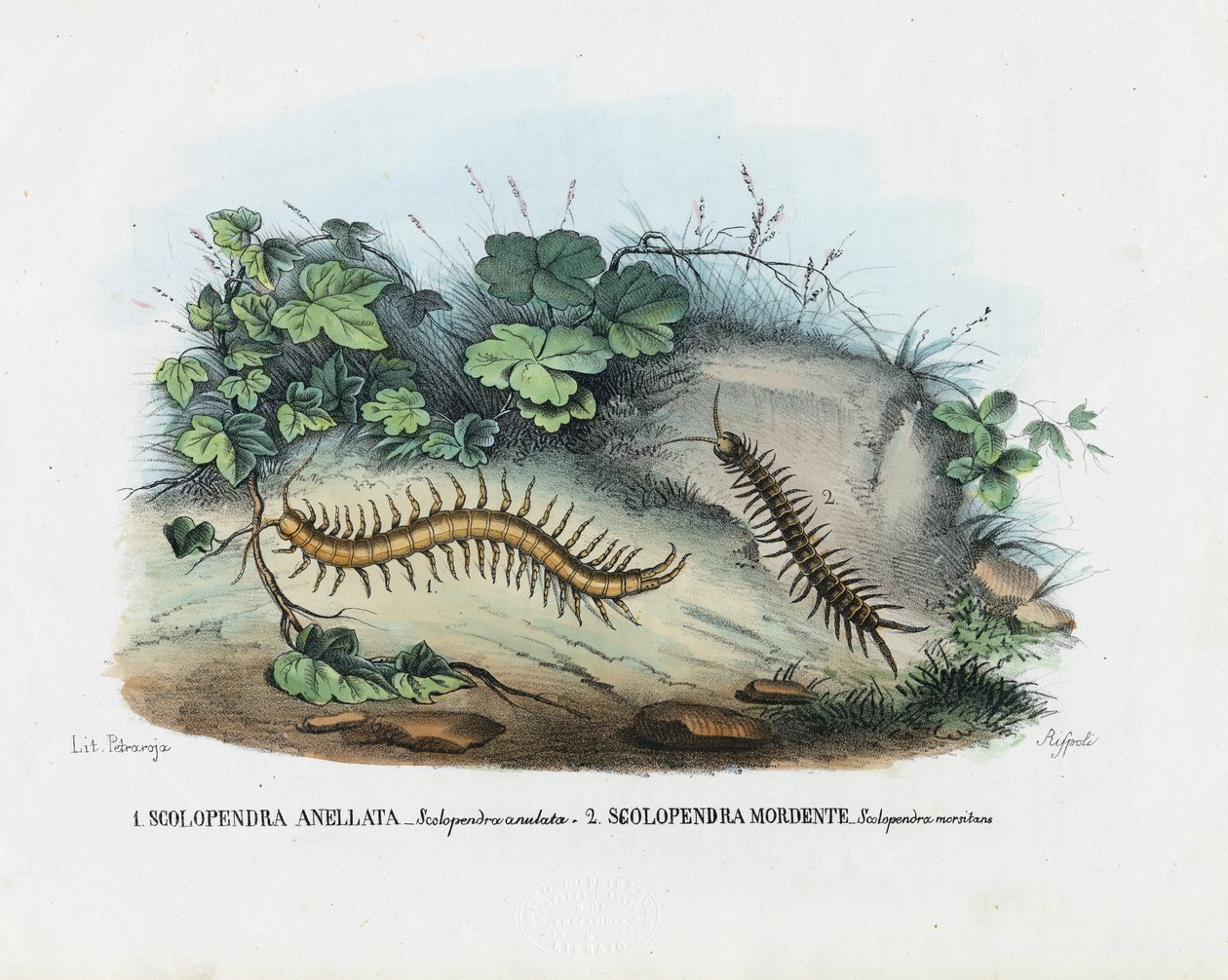 Stonoga, 1863-79 autorstwa Raimundo Petraroja