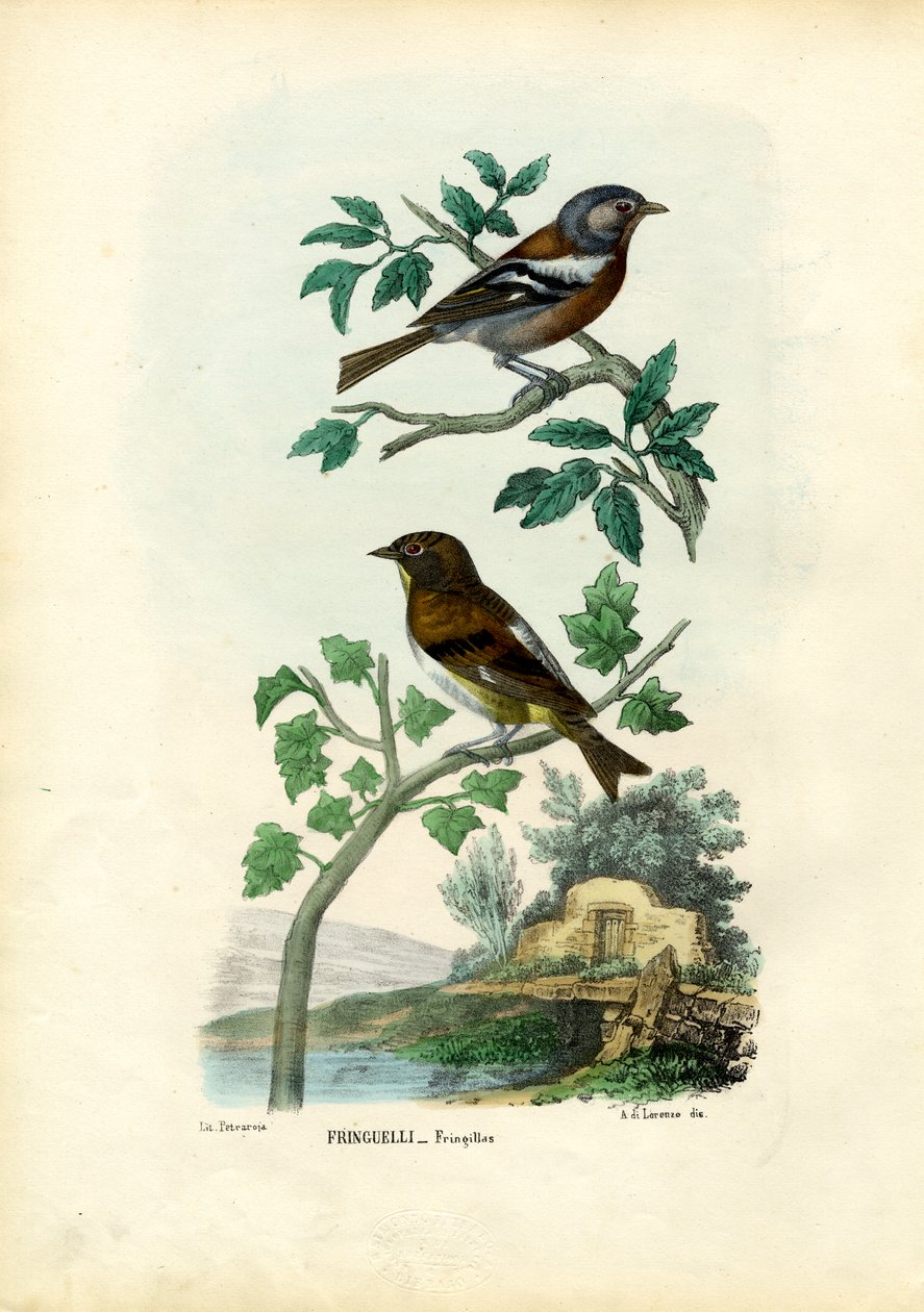 Zięba, 1863-79 autorstwa Raimundo Petraroja