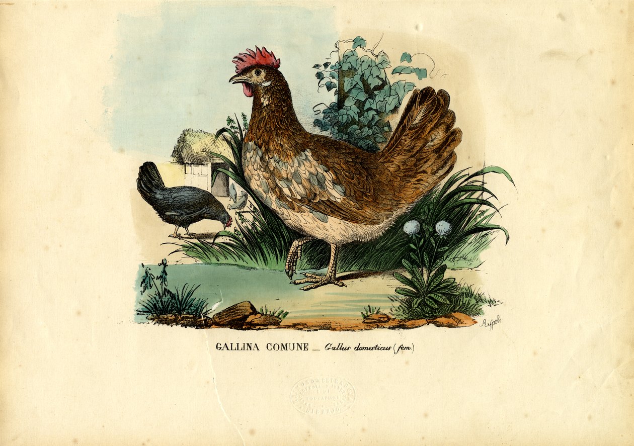 Kurczak, 1863-79 autorstwa Raimundo Petraroja
