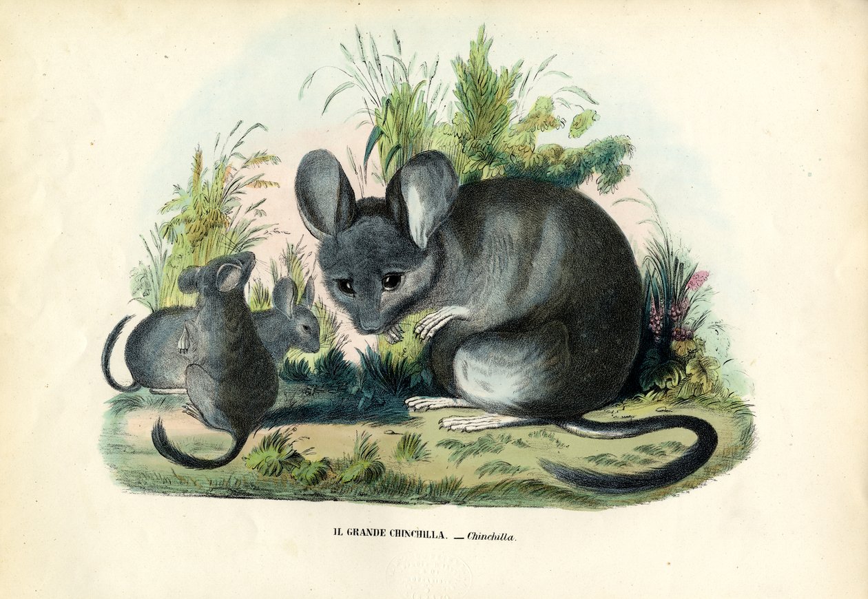 Chinchilla, 1863-79 autorstwa Raimundo Petraroja