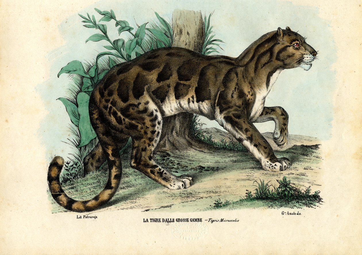 Pantera zachmurzona, 1863-79 autorstwa Raimundo Petraroja