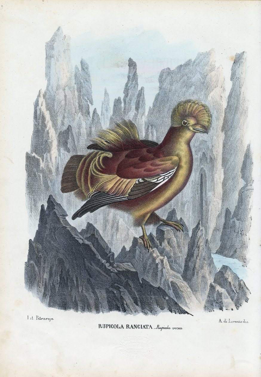 Cock-Of-The-Rock, 1863-79 autorstwa Raimundo Petraroja