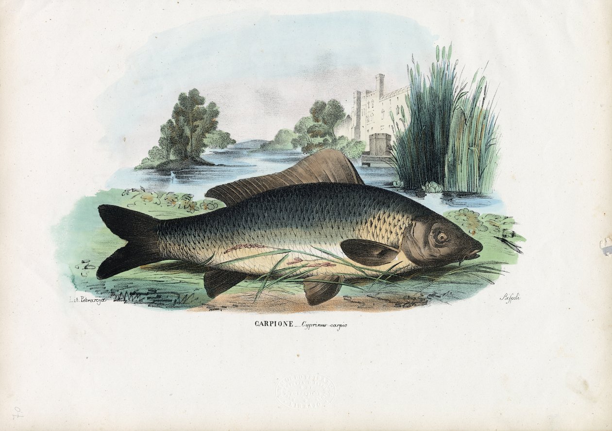 Karpie pospolite, 1863-79 autorstwa Raimundo Petraroja