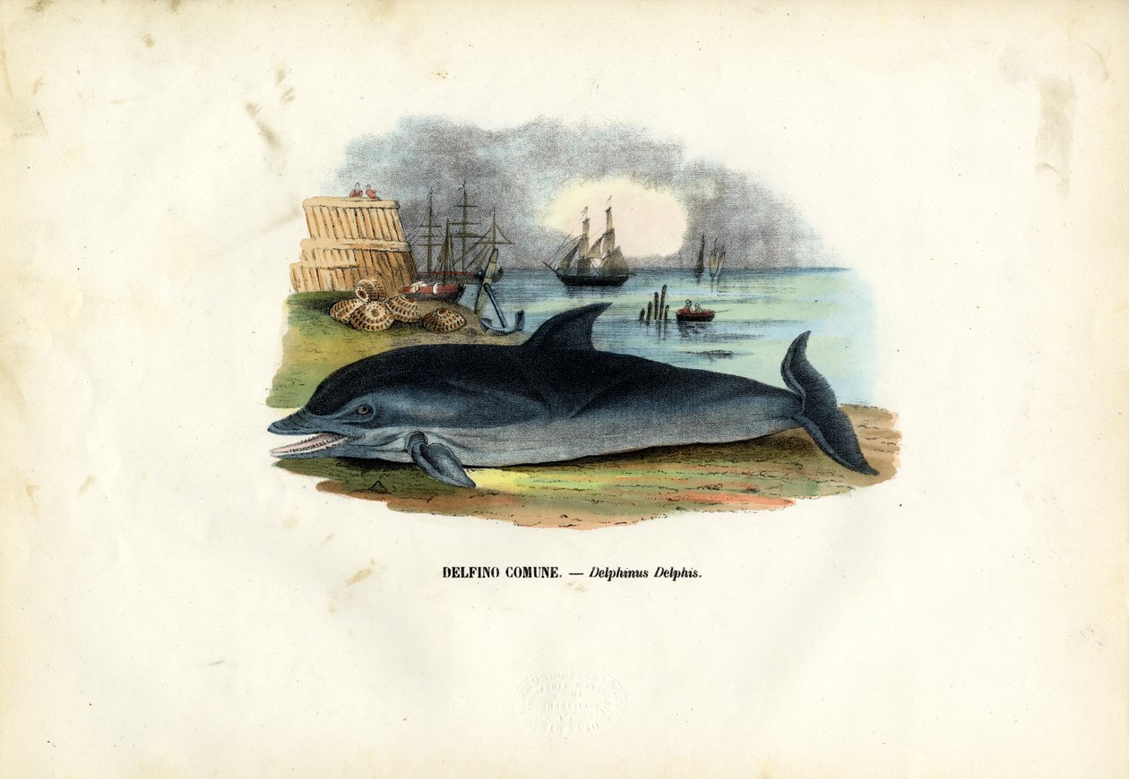 Delfin pospolity, 1863-79 autorstwa Raimundo Petraroja