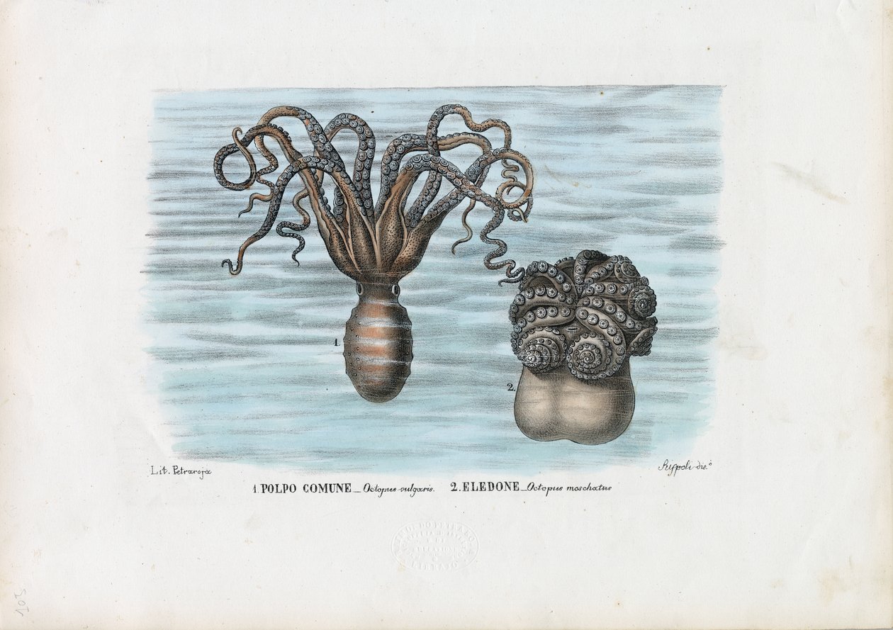 Ośmiornica zwyczajna, 1863-79 autorstwa Raimundo Petraroja