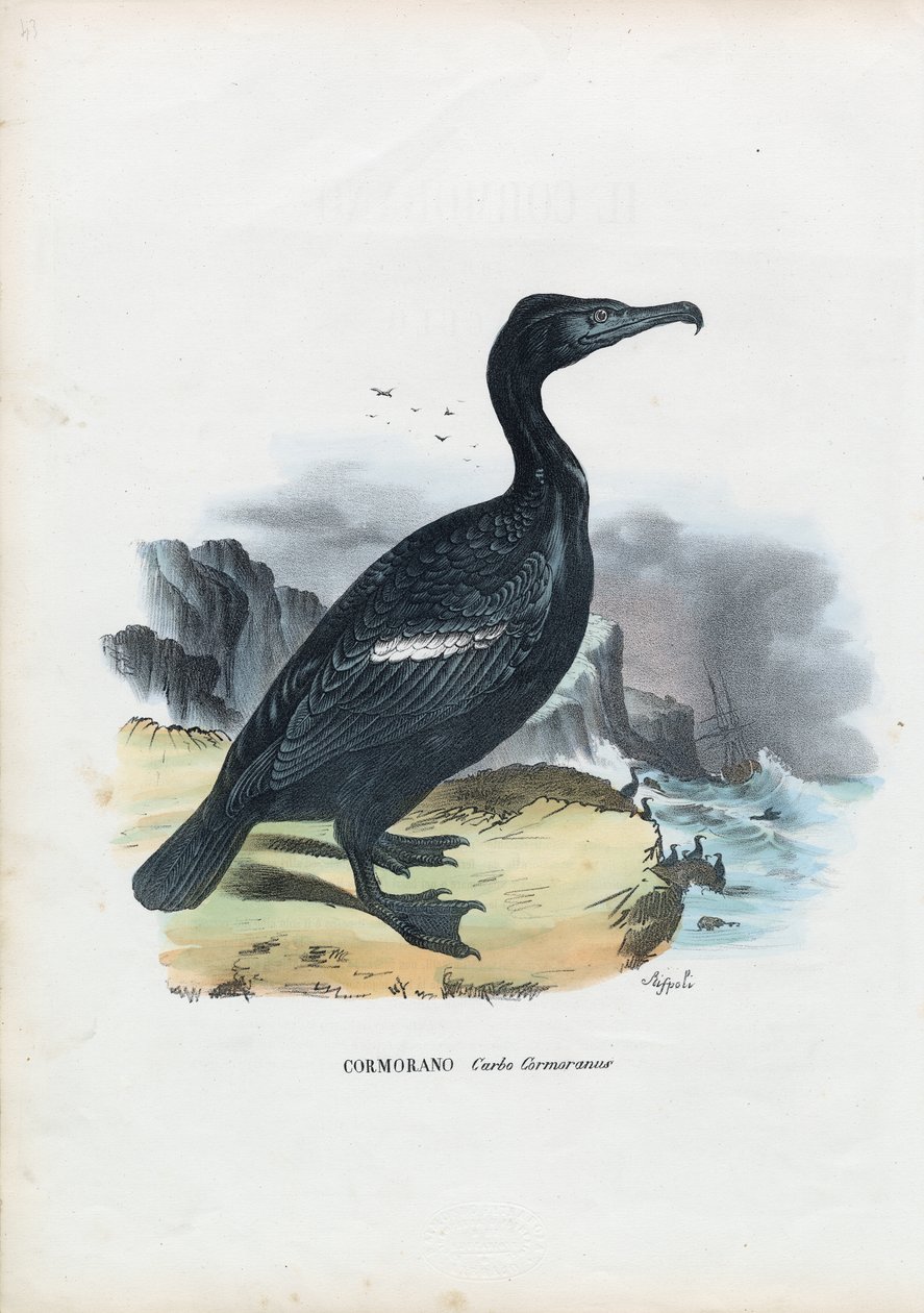 Kormoran, 1863-79 autorstwa Raimundo Petraroja