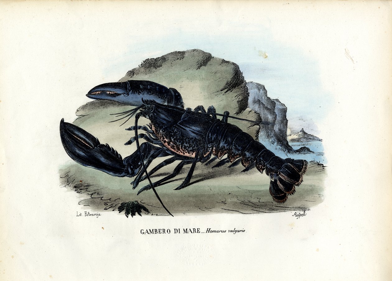 Skorupiaki, 1863-79 autorstwa Raimundo Petraroja