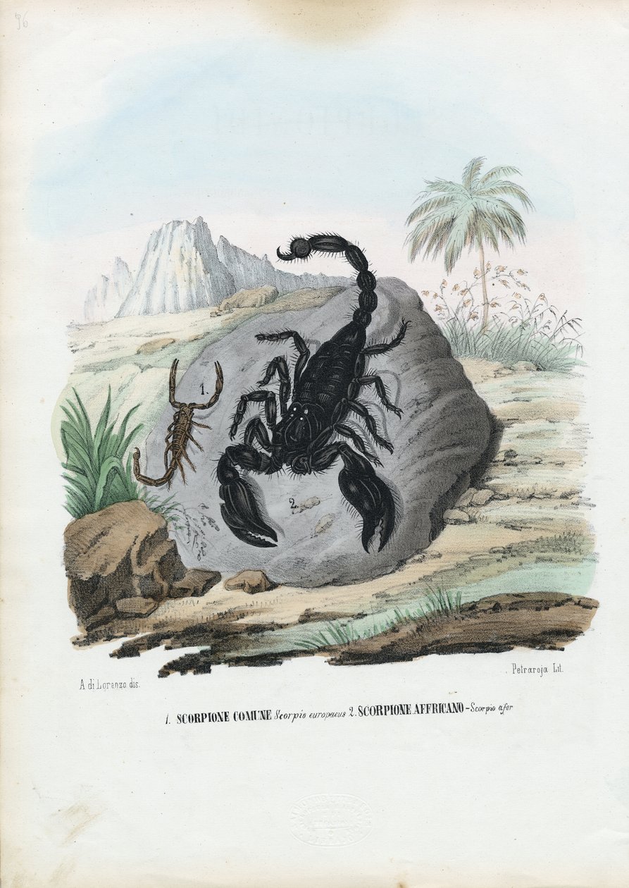 Skorupiaki, 1863-79 autorstwa Raimundo Petraroja