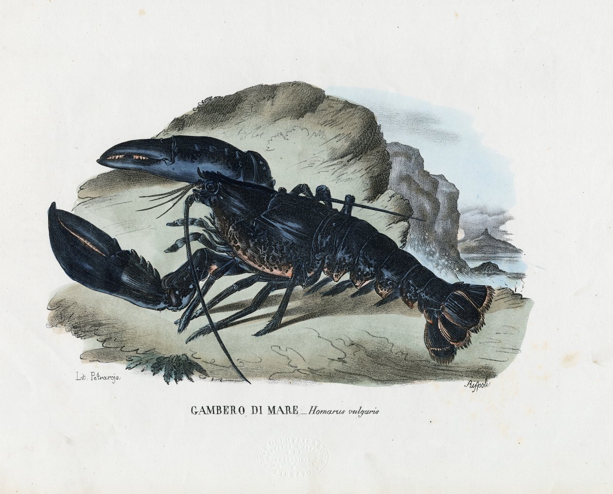 Skorupiaki, 1863-79 autorstwa Raimundo Petraroja