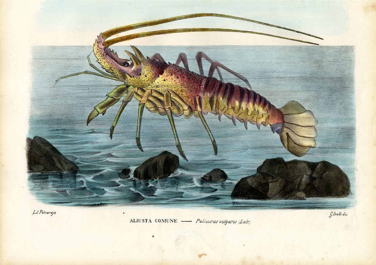 Skorupiaki, 1863-79 autorstwa Raimundo Petraroja