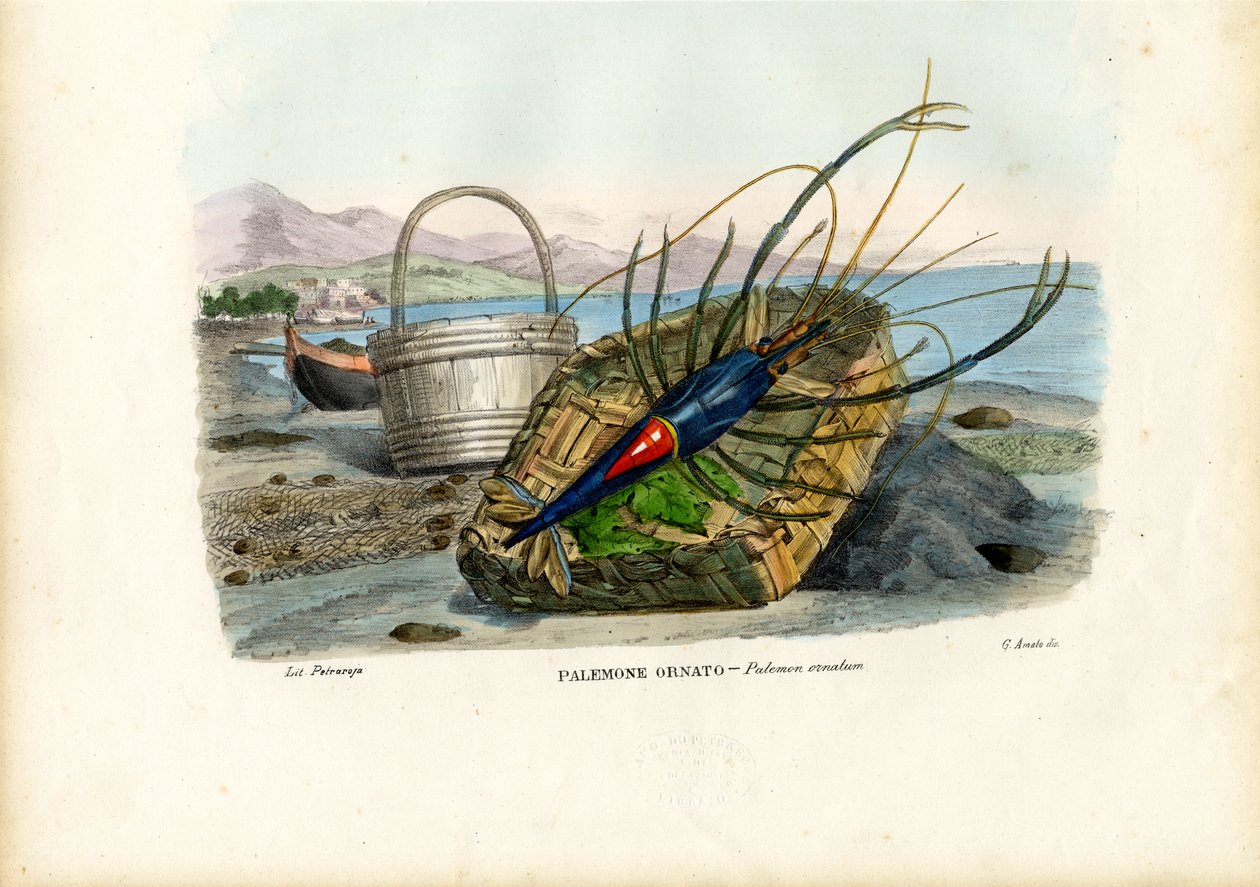 Skorupiaki, 1863-79 autorstwa Raimundo Petraroja