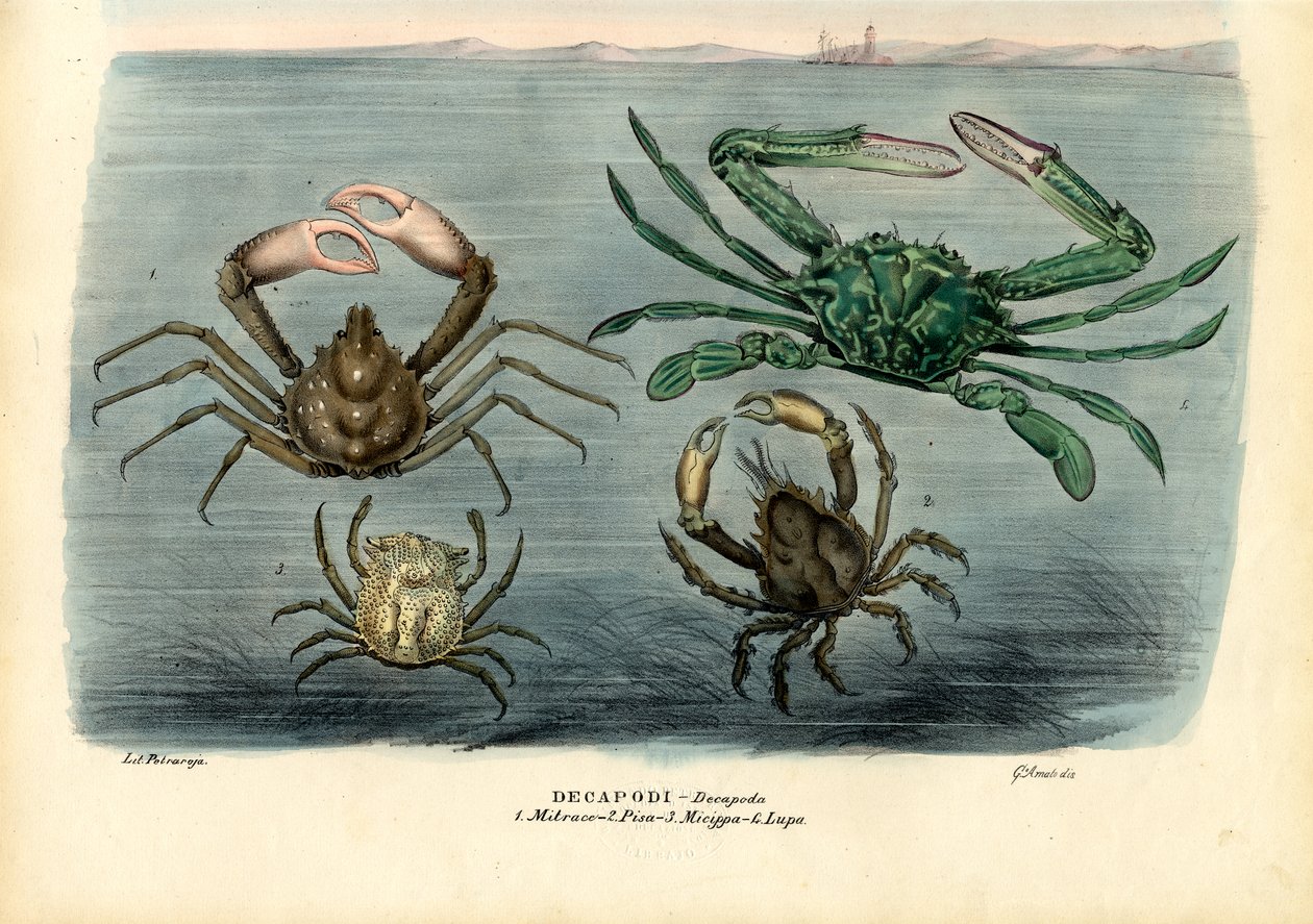 Skorupiaki, 1863-79 autorstwa Raimundo Petraroja