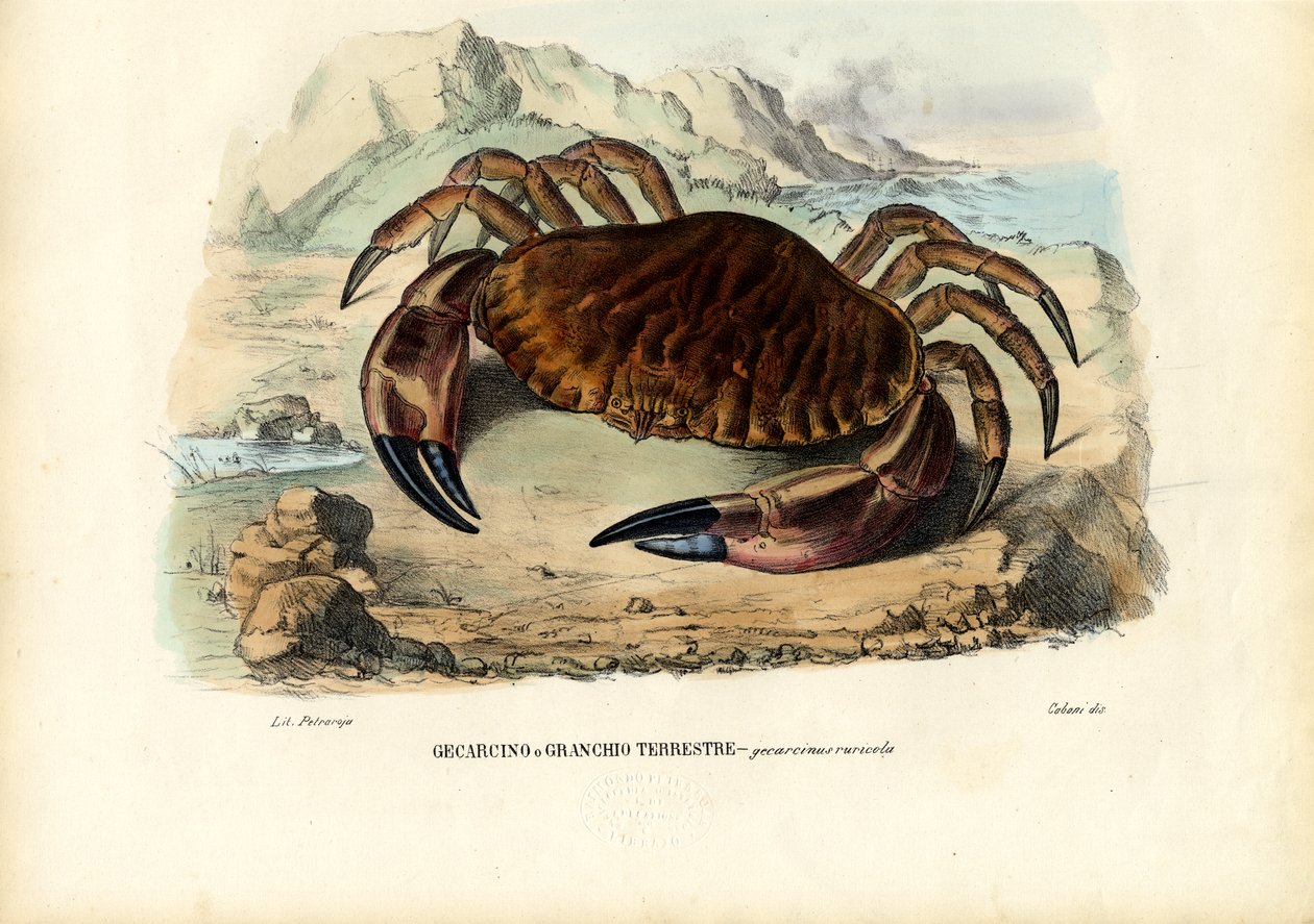 Skorupiaki, 1863-79 autorstwa Raimundo Petraroja