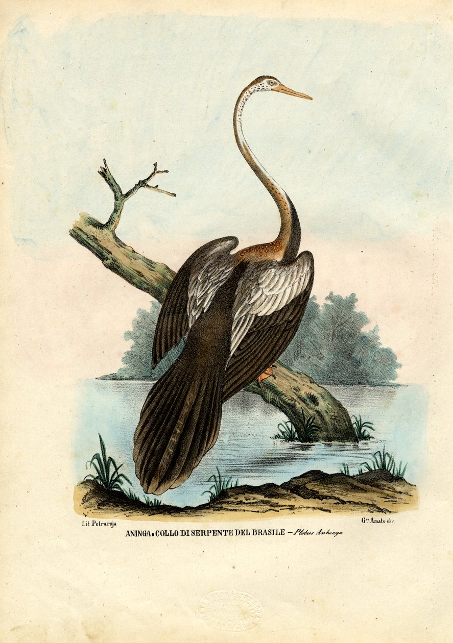 Dartera, 1863-79 autorstwa Raimundo Petraroja