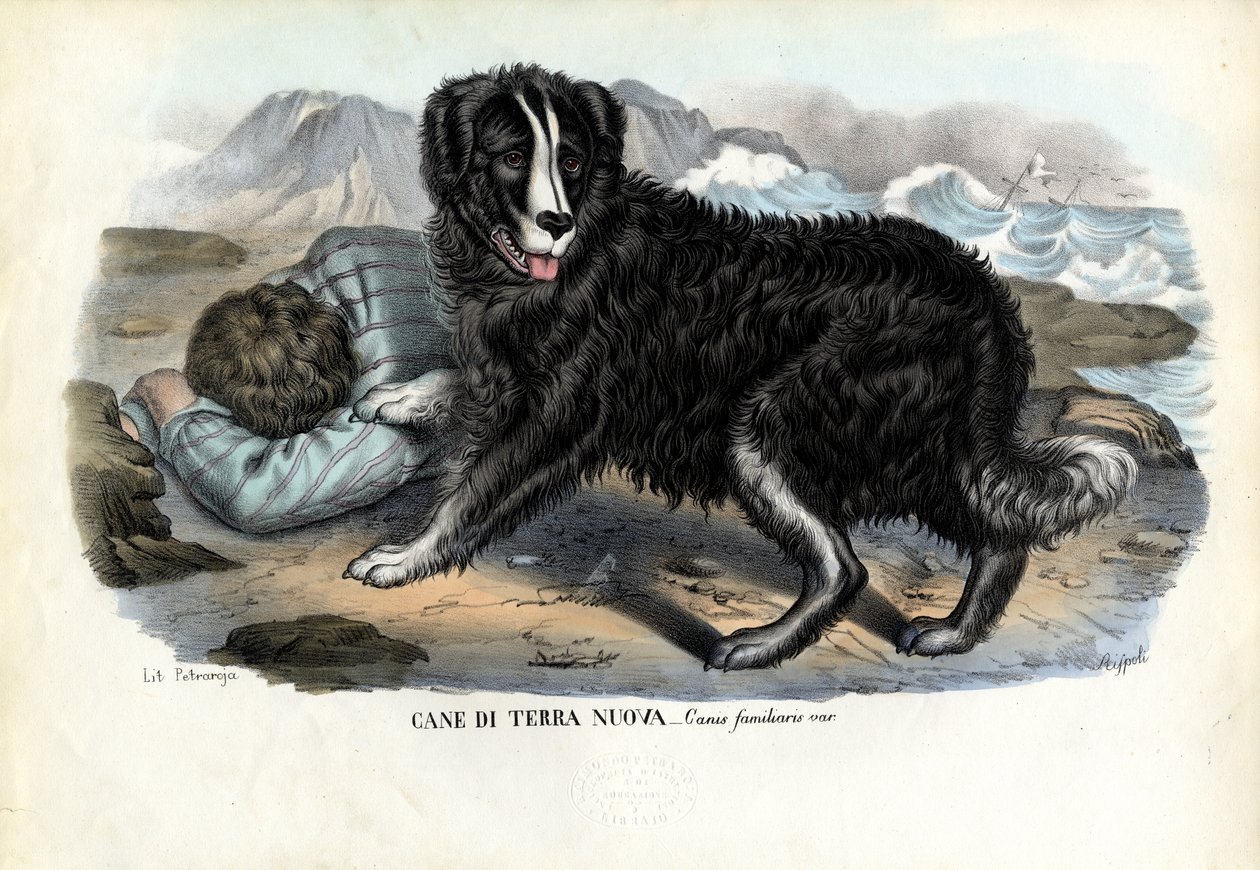 Psy, 1863-79 autorstwa Raimundo Petraroja