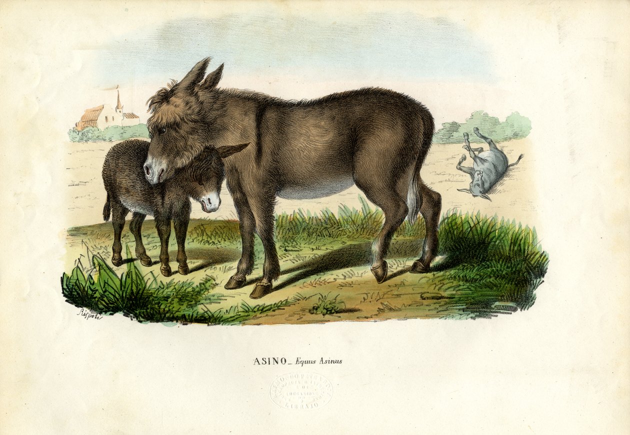 Osioł, 1863-79 autorstwa Raimundo Petraroja