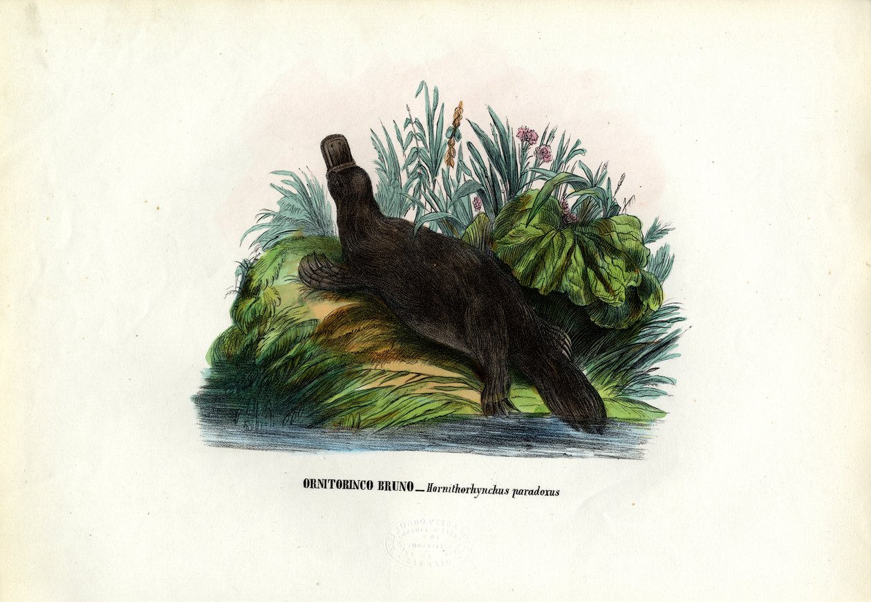 Platypus kaczodzioby, 1863-79 autorstwa Raimundo Petraroja