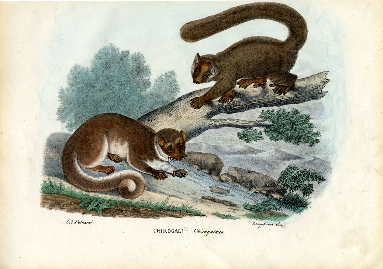 Lemur karłowaty, 1863-79 autorstwa Raimundo Petraroja