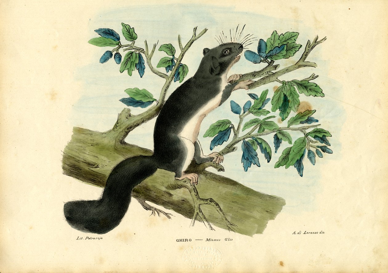 Popielica jadalna, 1863-79 autorstwa Raimundo Petraroja