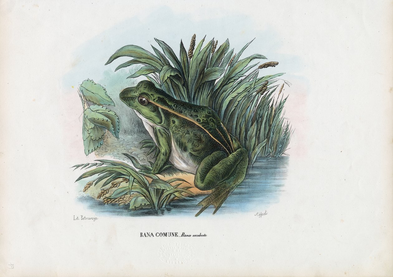 Jadalna Żaba, 1863-79 autorstwa Raimundo Petraroja