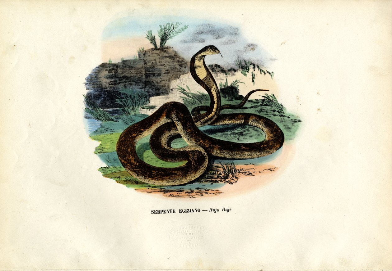 Kobra egipska, 1863-79 autorstwa Raimundo Petraroja