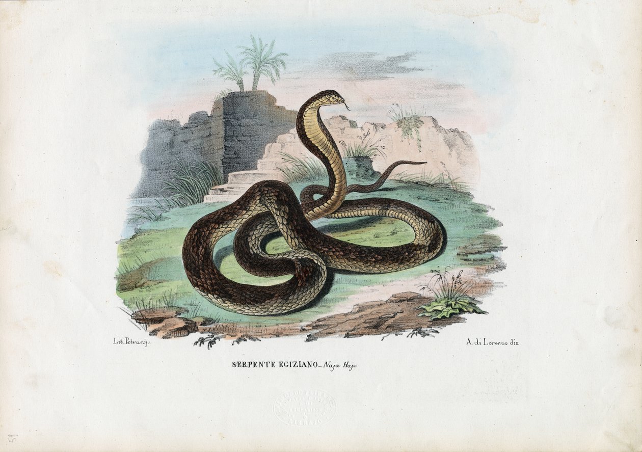 Kobra egipska, 1863-79 autorstwa Raimundo Petraroja