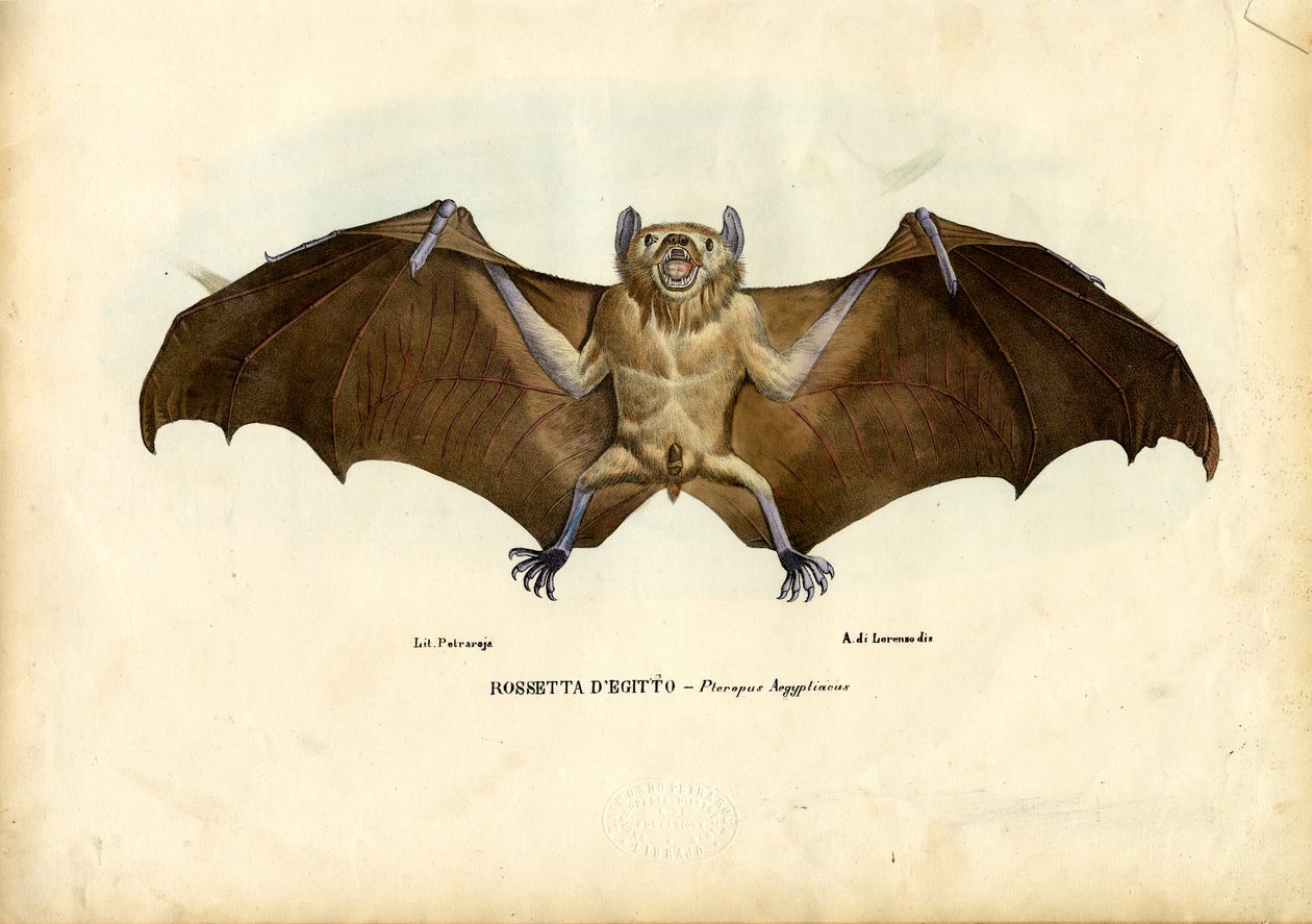 Egipski nietoperz owocowy, 1863-79 autorstwa Raimundo Petraroja