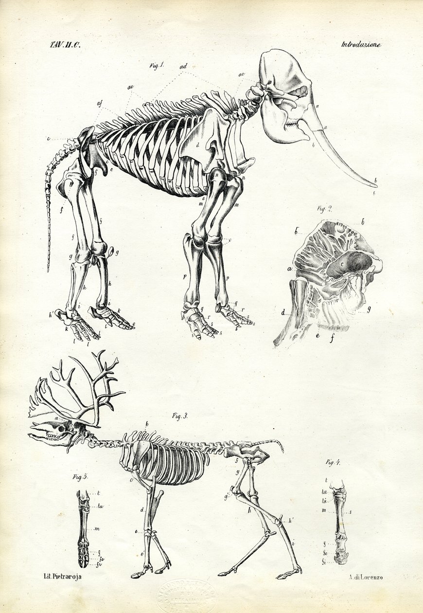 Słoń, 1863-79 autorstwa Raimundo Petraroja