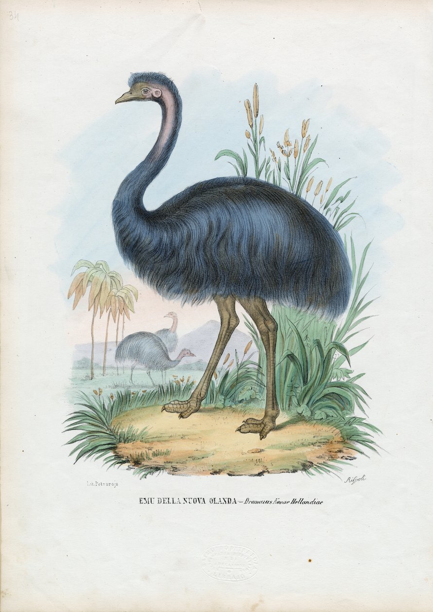 Emu, 1863-79 autorstwa Raimundo Petraroja