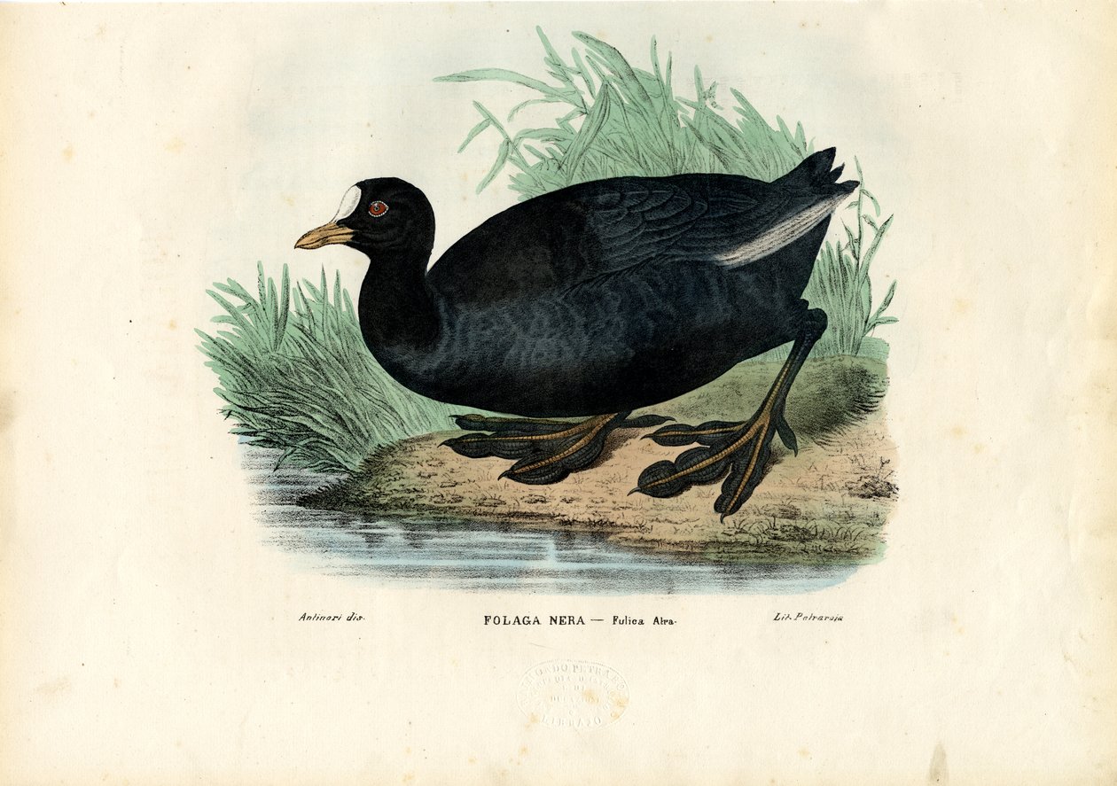 Łyska euroazjatycka, 1863-79 autorstwa Raimundo Petraroja