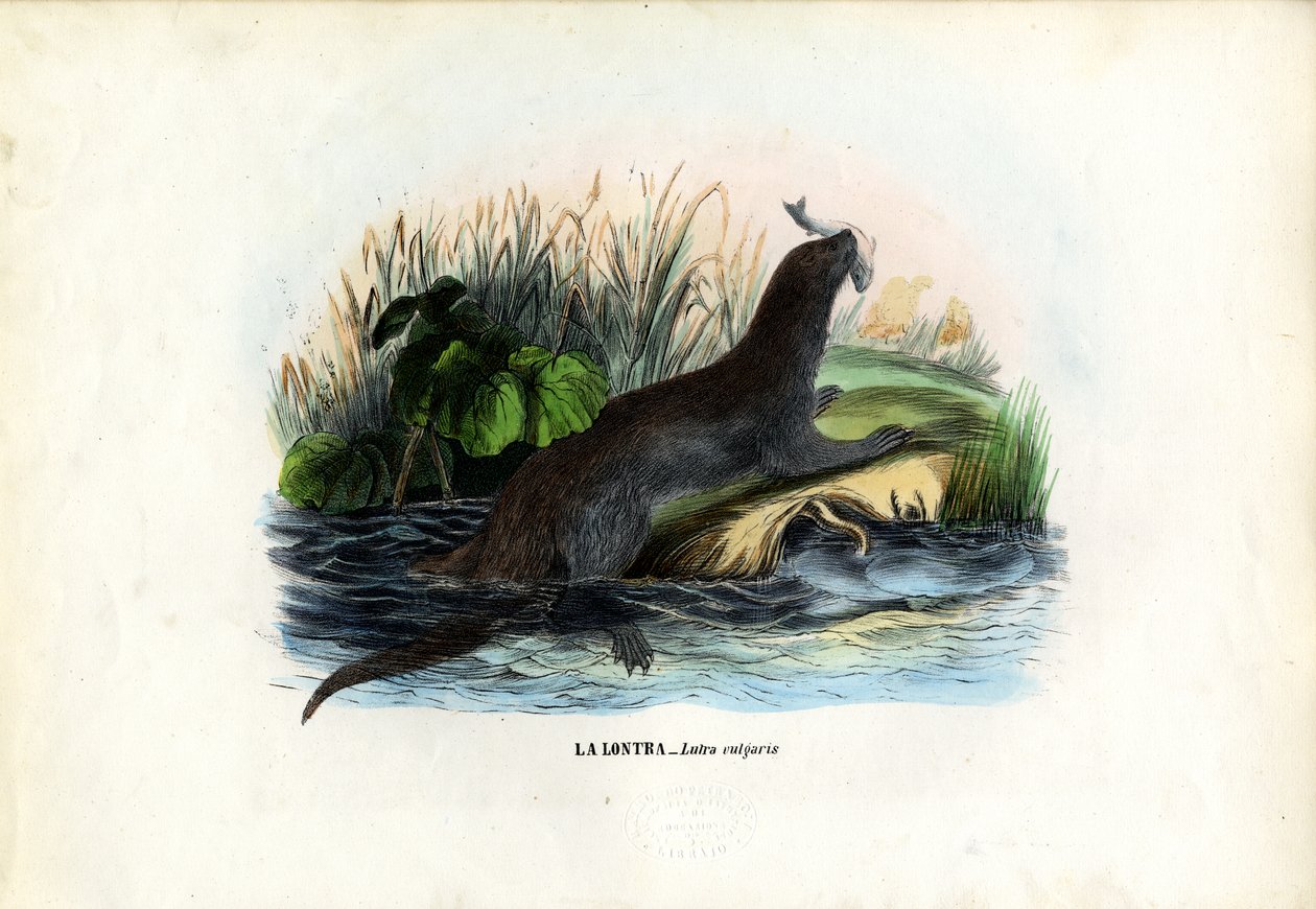Eurazjatycka wydra rzeczna, 1863-79 autorstwa Raimundo Petraroja