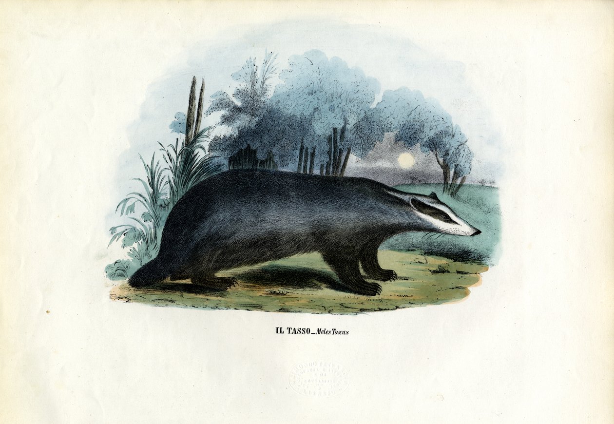 Borsuk, 1863-79 autorstwa Raimundo Petraroja