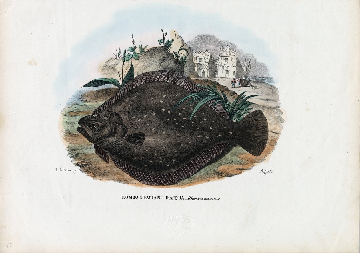 Flądra europejska, 1863-79 autorstwa Raimundo Petraroja