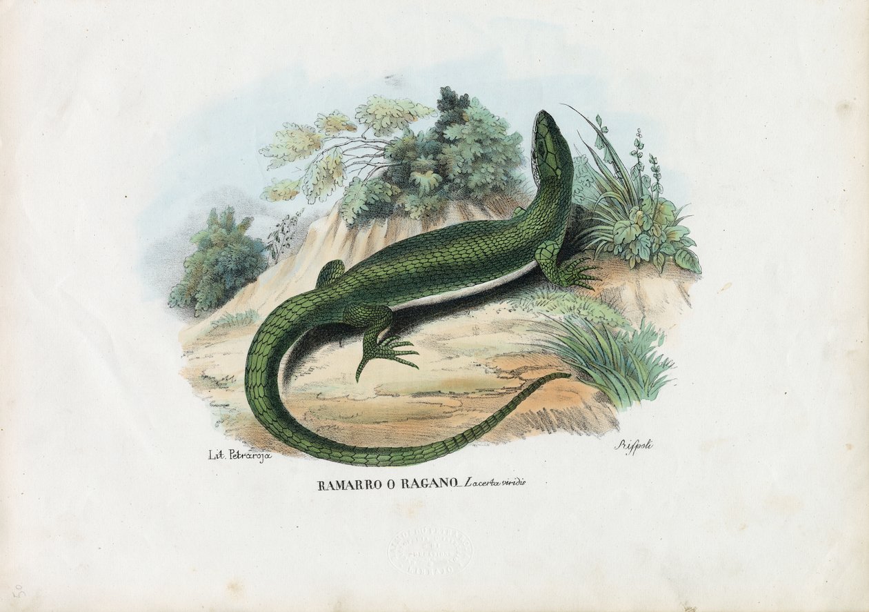 Zielona Jaszczurka Europejska, 1863-79 autorstwa Raimundo Petraroja