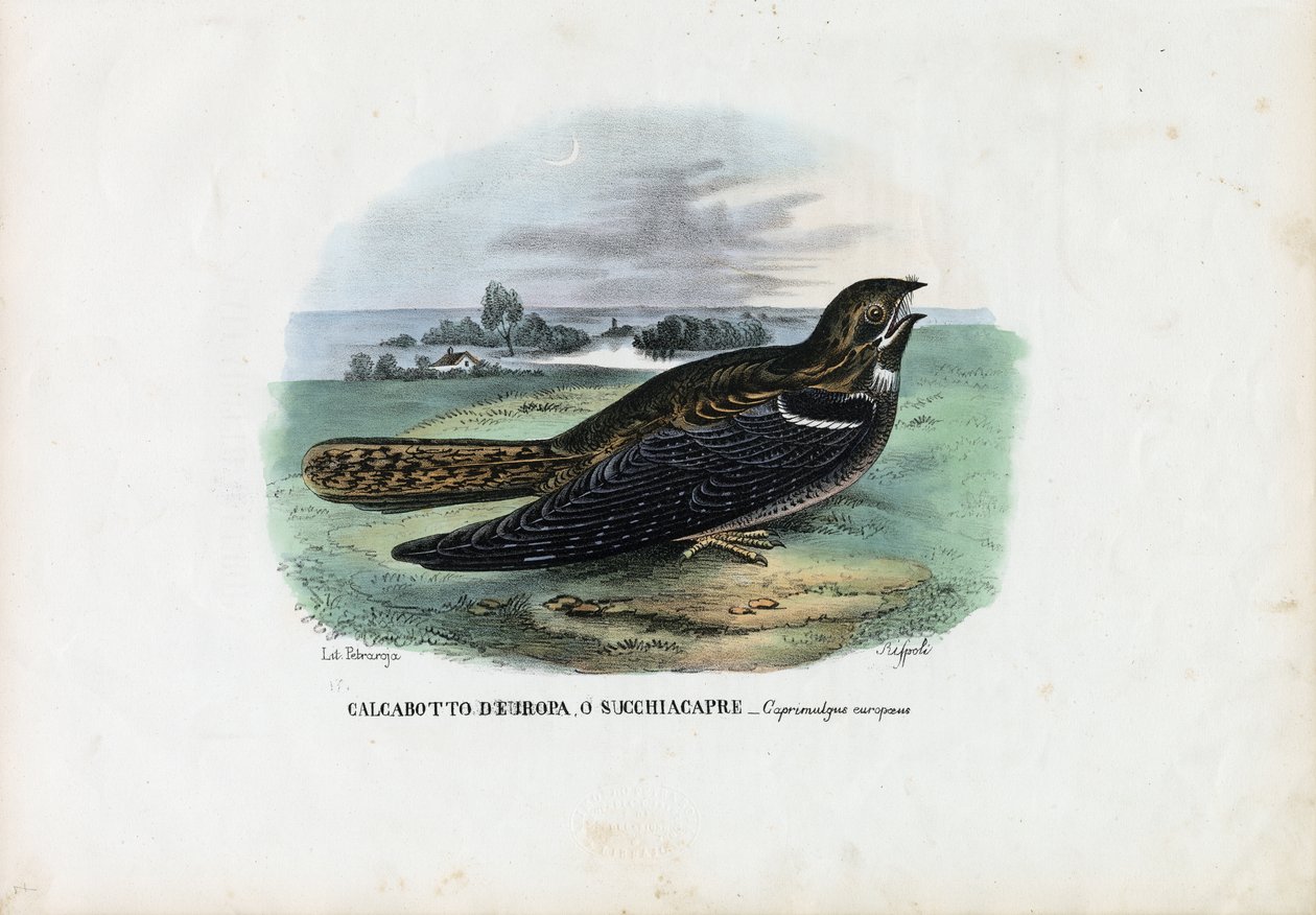 Europejski lelek, 1863-79 autorstwa Raimundo Petraroja