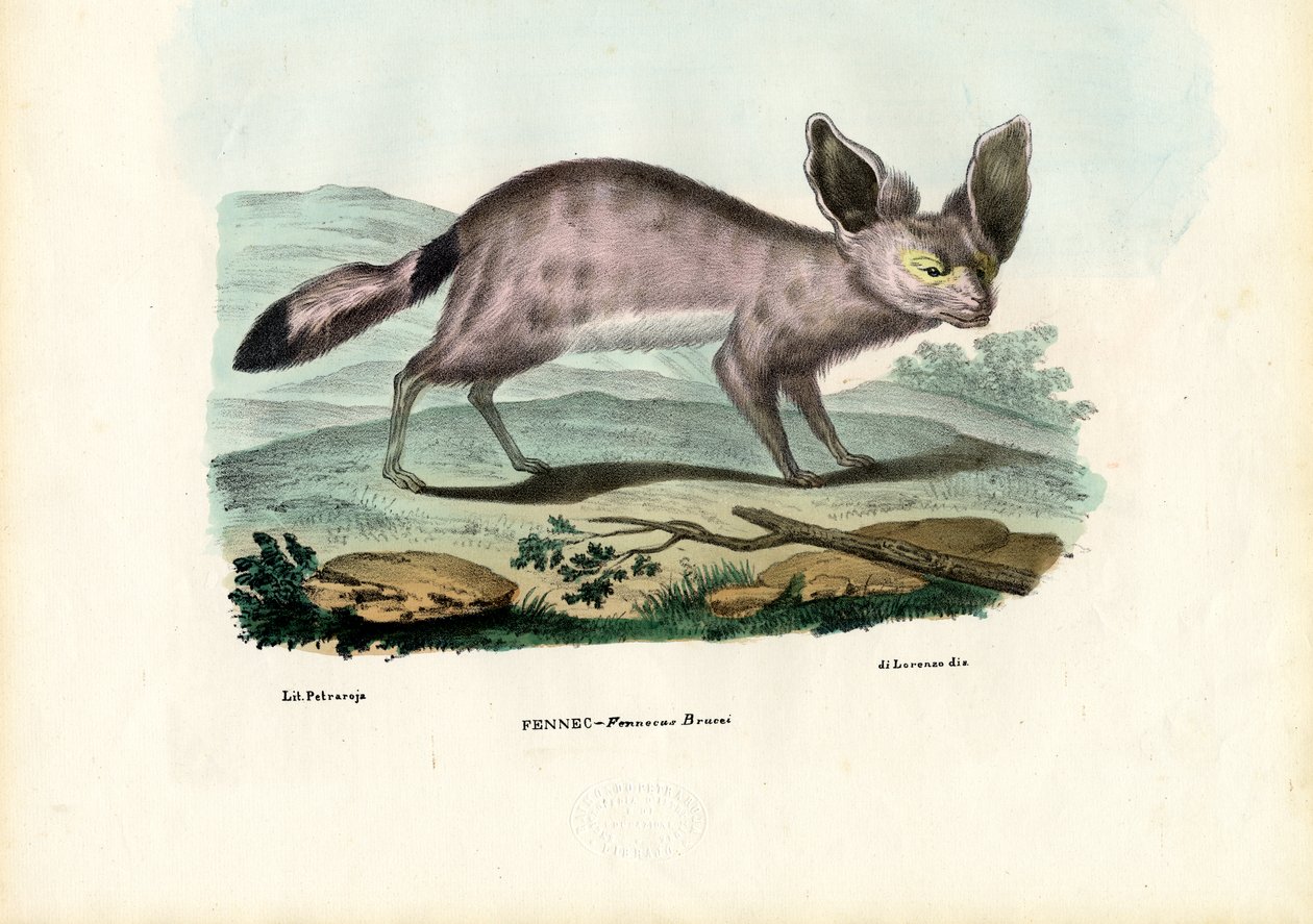 Fenek, 1863-79 autorstwa Raimundo Petraroja