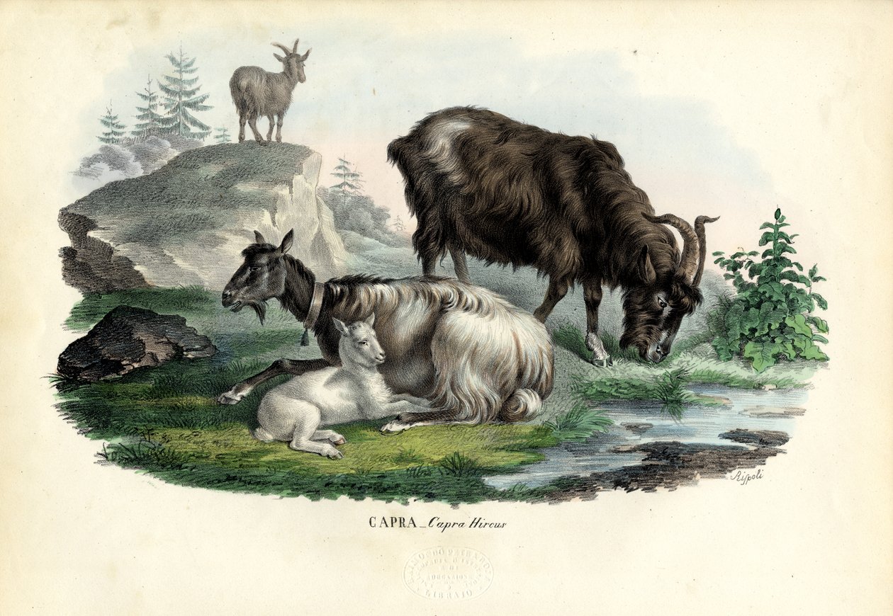 Dzika koza, 1863-79 autorstwa Raimundo Petraroja