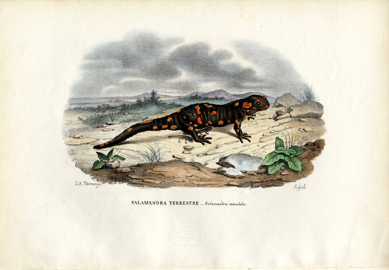 Salamandra Ognista, 1863-79 autorstwa Raimundo Petraroja