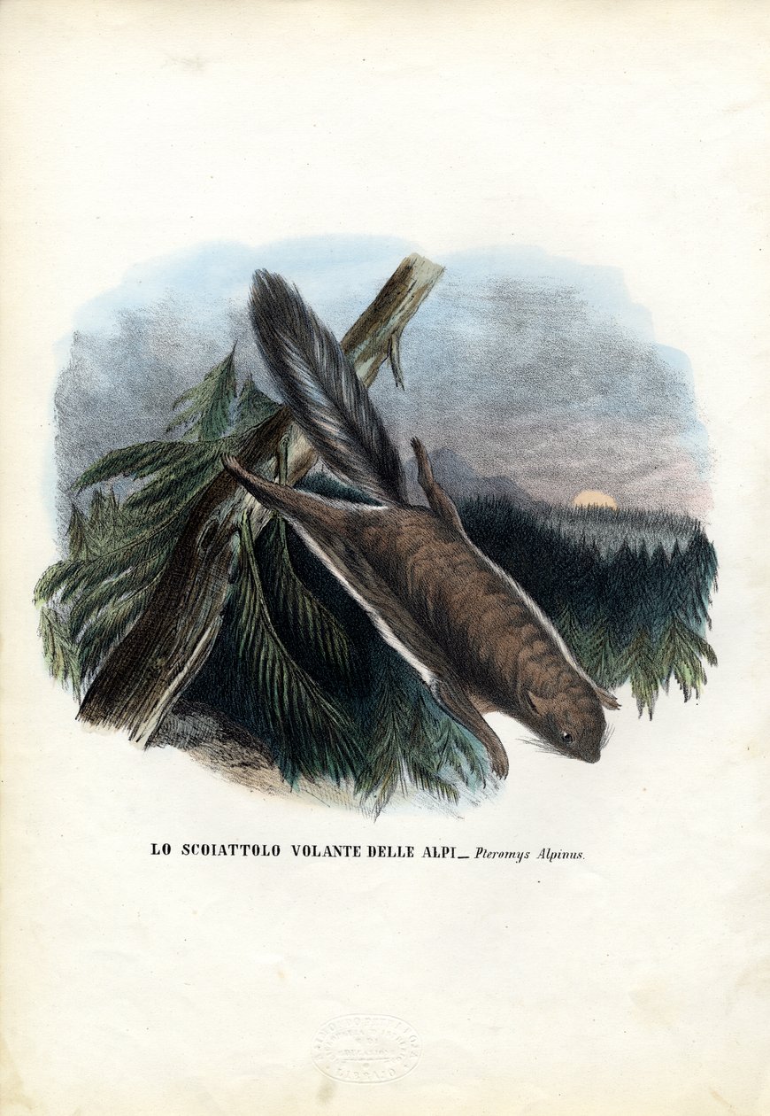 Latająca wiewiórka, 1863-79 autorstwa Raimundo Petraroja