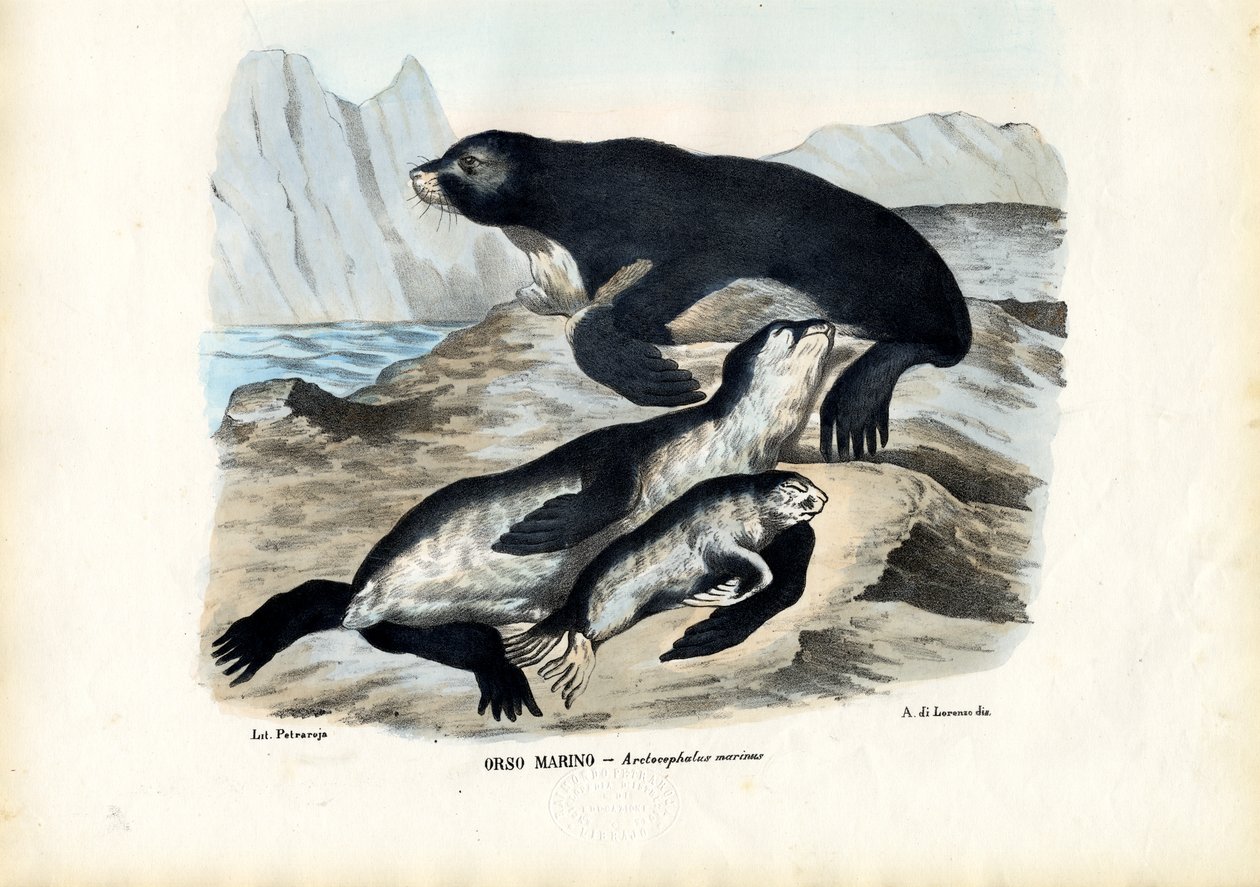 Foka, 1863-79 autorstwa Raimundo Petraroja