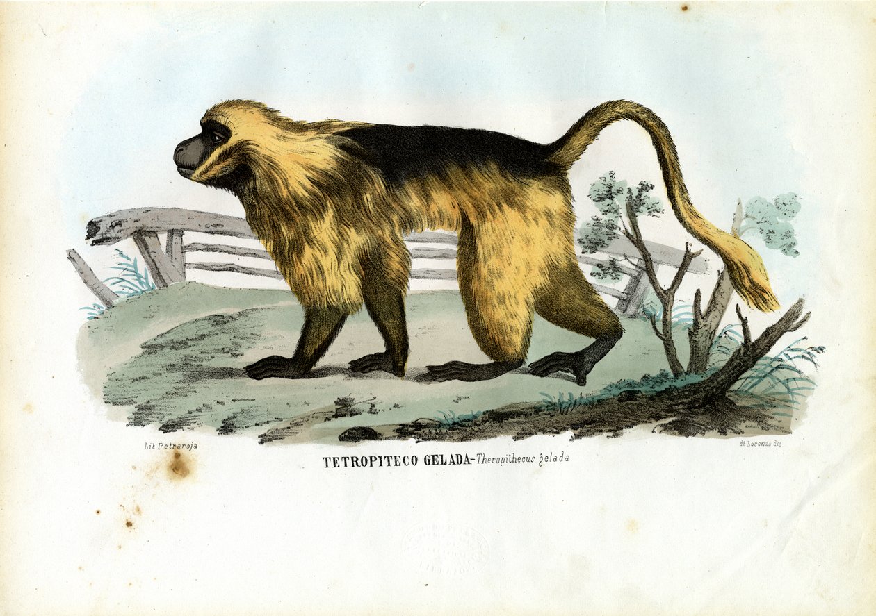 Pawian Gelada, 1863-79 autorstwa Raimundo Petraroja