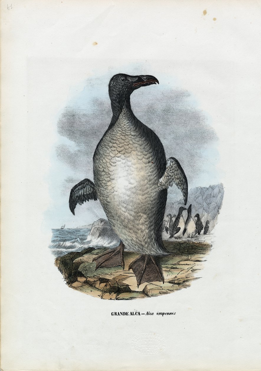 Alka wielka, 1863-79 autorstwa Raimundo Petraroja