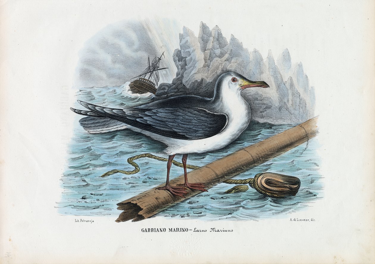Mewa czarnogrzbieta, 1863-79 autorstwa Raimundo Petraroja