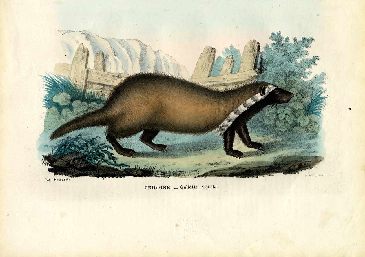 Wielka Gryzon, 1863-79 autorstwa Raimundo Petraroja