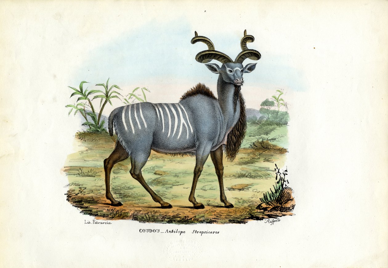 Kudu większe, 1863-79 autorstwa Raimundo Petraroja